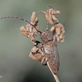 Bockkäfer (Niphona picticornis)